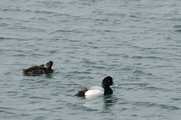 greater scaup in a sea
