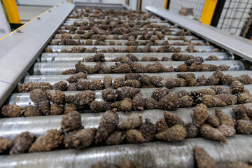 Forest seed center. Automatic filling and seeding line which helps to restore forests