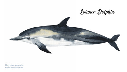 Watercolor Spinner Dolphin. Hand painting postcard with dolphin isolated white background. Ocean animals.	
