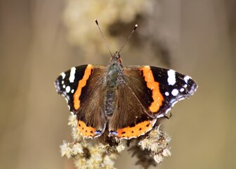 Admiral (Vanessa atalanta) im Frühling