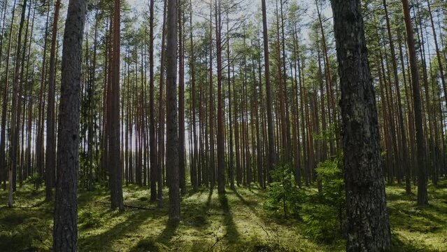 Beautiful forest. Camera reverses in pine forest in the summer. Clean environment concept.