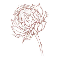 Watercolor flower with hand-painted tropical protea flower in pastel colors. Romantic illustration, perfect for decorating postcards or scrapbooking