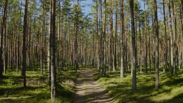 Beautiful forest trail. Smooth aerial view that follows a path in a pine forest in the summer. Nature hiking and camping concept.