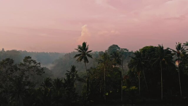Cinematic aerial shot of rice terraces in early morning at dawn. Camera rises above rice terraces and palm trees to reveal a pink morning sky.