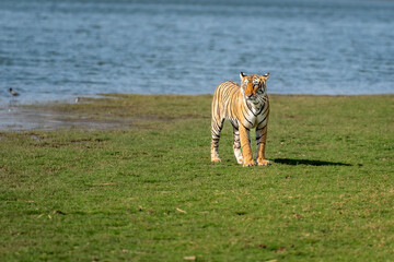 Fototapeta na wymiar wild bengal female tiger or panthera tigris and natural scenic rajbagh lake view in background tigress guarding her territory at ranthambore national park forest reserve sawai madhopur rajasthan india