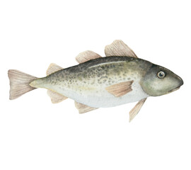 Cod fish watercolor illustration isolated on white background