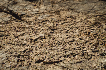 Cut surface of old wooden oak. Detailed warm brown and gray tones of a felled trunk. The rough organic texture of wooden rings with a close-up of the end grain. Wooden texture background.