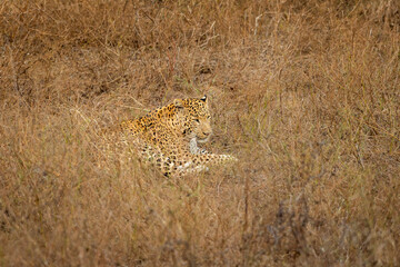 indian wild male leopard or panther or panthera pardus fusca resting in grass in hot summer season outdoor jungle safari at dry deciduous forest of central india asia
