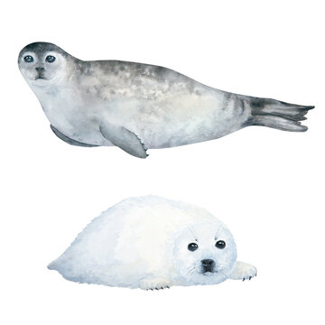Seal and pup watercolor illustration isolated on white background