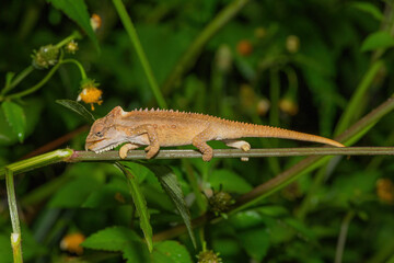 Natal Midlands Dwarf Chameleon (Bradypodion thamnobates)