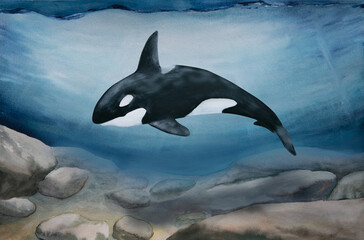 Obraz premium watercolor illustration of north sea landscape with swimming orca or killer whale 