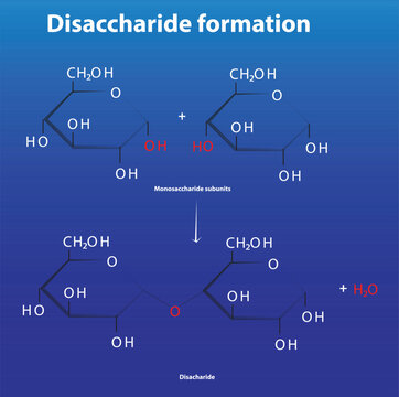 Disaccharide formation from monosaccharide subunits glycosidic bond formation