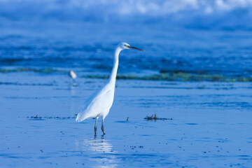 Egret standing in the water. Water bird.