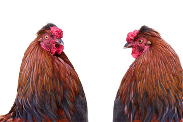 Two red brown roosters isolated on white background