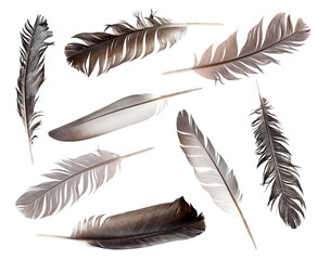 Collection of feathers isolated