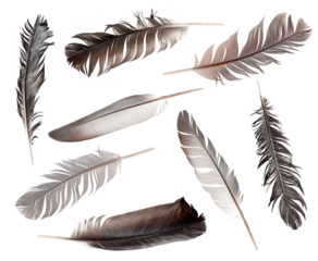 Collection of feathers isolated