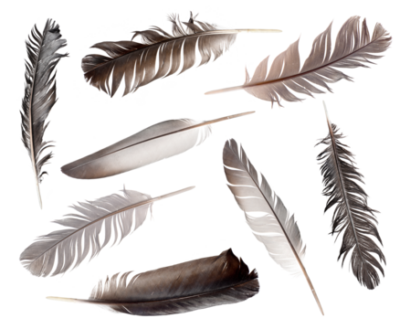 Collection of feathers isolated