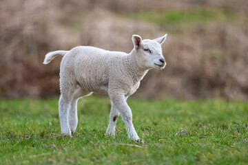 Naklejka na ściany i meble Young white lamb in meadow in Spring