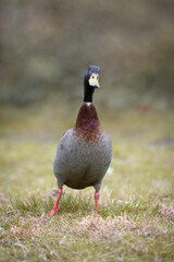 Brown dark Indian runner duck free range in garden