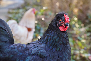 Portrait of young black chicken