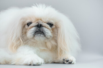 portrait of a fluffy Pekingese of light color lies on a gray background