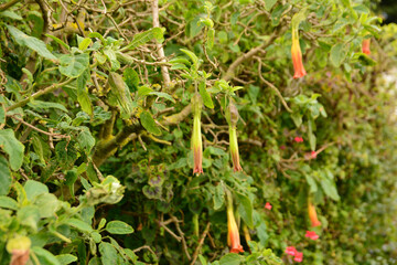 Fleurs en Bretagne en hiver