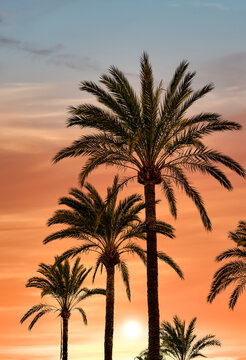 Tropical Palm Trees At Sunset - Summer Vacation Backgroung Texture