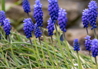 Grape Hyacinth Muscari Armeniacum Flowering In Early Spring.