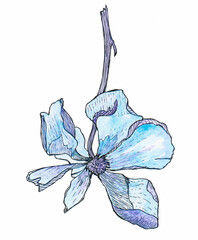 Hand drawn blue flower.