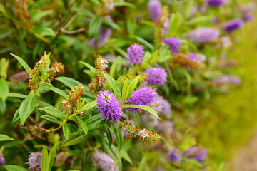 Fleurs en Bretagne en hiver