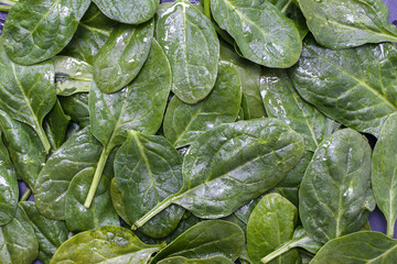 Top view on fresh organic spinach leaves.