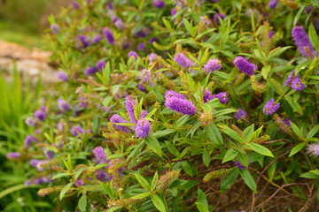 Fleurs en Bretagne en hiver