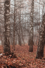 Birches with fallen leaves in fog. Wet weather, autumn landscape. Autumn photo, wallpapers