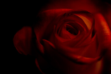 Fototapeta premium Red rose 🌹 