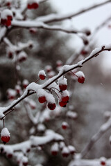 Red berries on branches under a layer of snow. Falling snow, snowy , macro photography. Winter photo, wallpaper