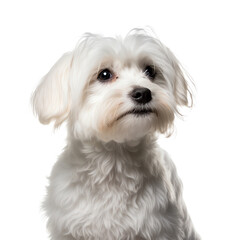 A charming Maltese dog with an upper body portrait, displaying its elegant posture in a front view. Generative AI