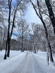 Empty winter park, trees covered by the snow