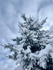 Spruce branches covered by the white snowy, snowy spruce branches in the forest