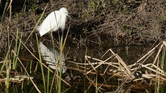 Little egret or Egretta garzetta fishing crayfish.