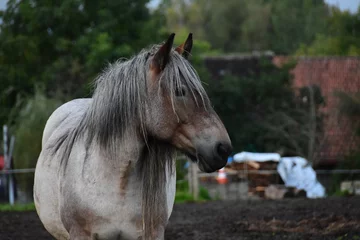 Foto op Plexiglas Portrét koně s šedou hřívou © Pjeta