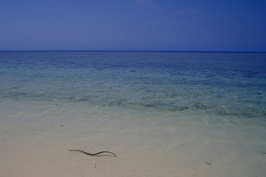 tricot raye snake Noumea, New Caledonia