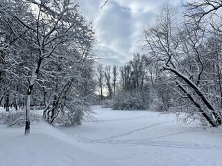 Empty winter park, trees covered by the snow