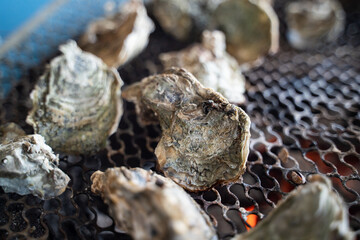 Grilled fresh oyster in Taiwan, famous street food.