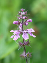 Marsh Woundwort, Stachys palustris, also known as Clown’s woundwort or Marsh hedgenettle, wild flowering plant from Finland