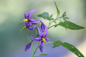 Bittersweet, Solanum dulcamara, known also as Fellenwort, Felonwood, Poisonberry, Poisonflower or...