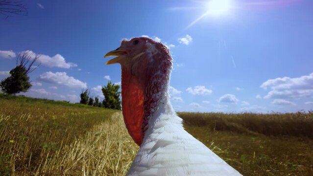 portrait of a white turkey on a background of blue sky in the wild.
