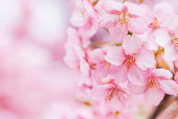 ピンク色が綺麗な満開の桜の花