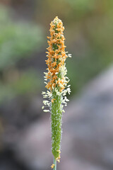 Alopecurus aequalis, commonly known as shortawn foxtail or orange foxtail, wild tussock grass from Finland