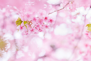 ピンク色が綺麗な満開の桜の花