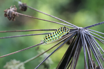 Caterpillar of old world  Swallowtail, Papilio machaon,  butterfly from Finland